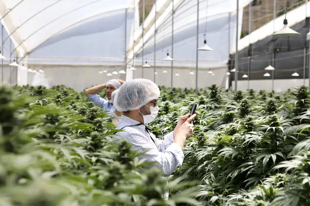 Media sanción para la producción industrial del cannabis medicinal: ¿qué dice el proyecto?