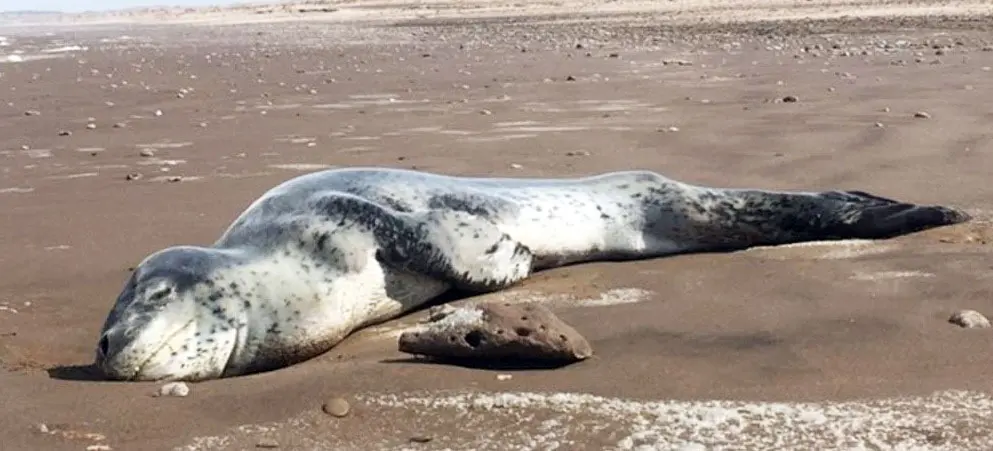 Apareció una foca leopardo en la costa y recomiendan no acercarse