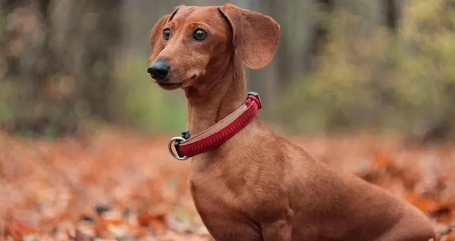 Dachshund, conocido en Argentina como “perro salchicha”