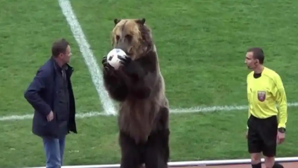 Un oso dio el "puntapié inicial" en un partido de la liga de fútbol rusa
