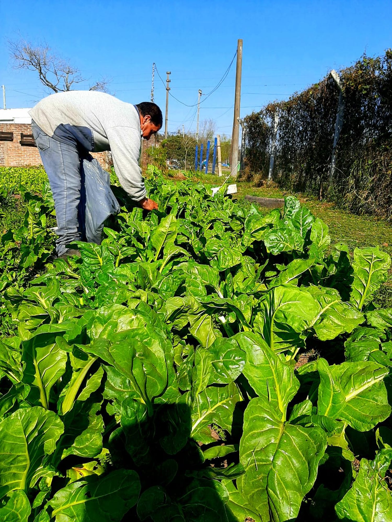 La Huerta Agroecológica continúa aportando alimentos