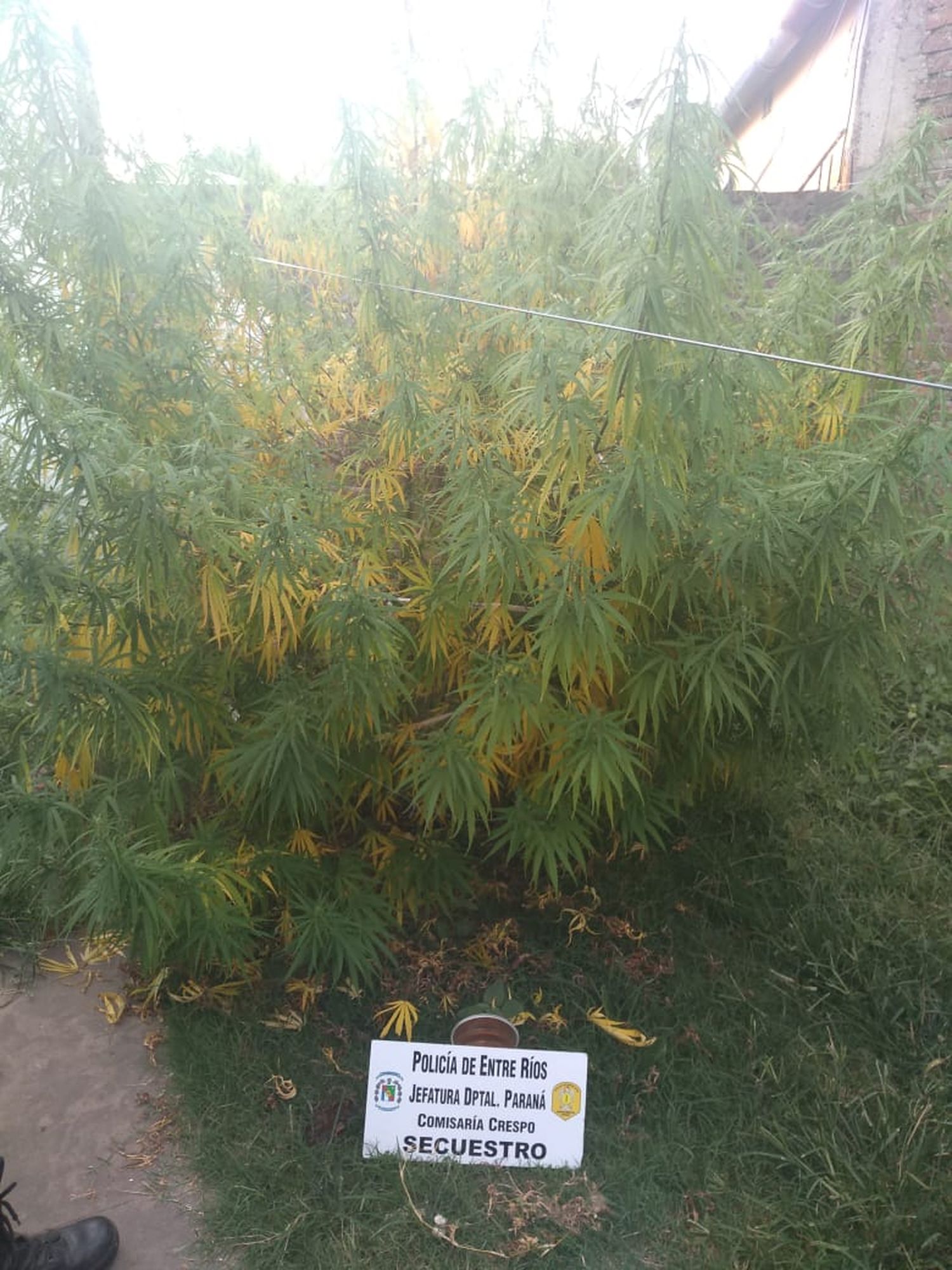 Secuestraron plantas de marihuana en una vivienda de Barrio Guadalupe
