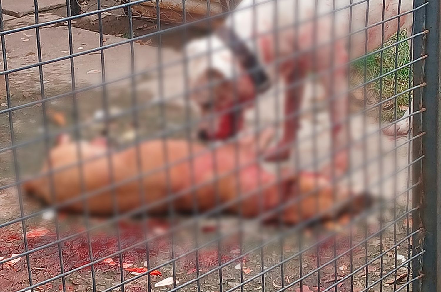 Horror en barrio Mora: denunciaron que un perro dogo atacó salvajemente a otro animal y lo dejó gravemente herido