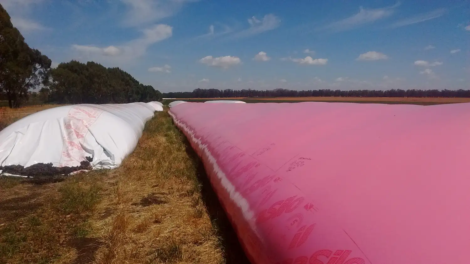 Silo bolsas rosa, el proyecto solidario que crece día a día en los campos del país