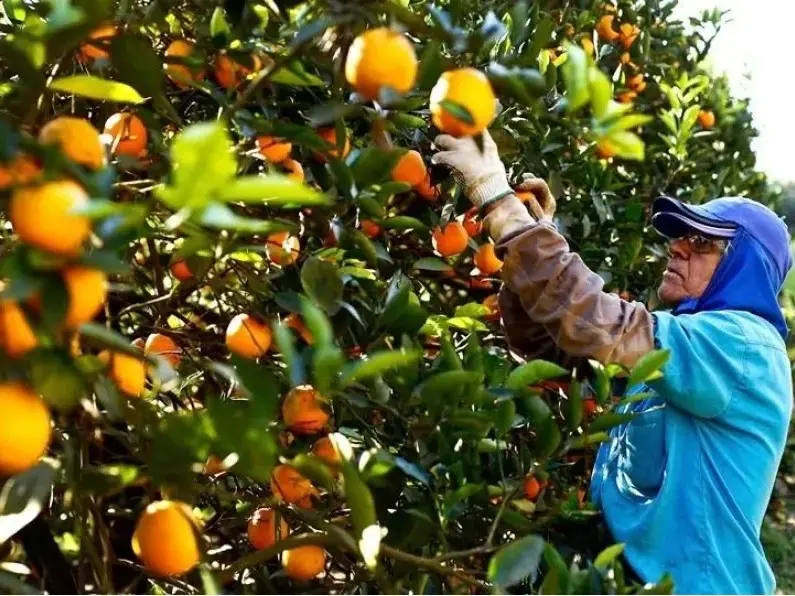 Impulsan la apertura del mercado de EE.UU. para naranjas y mandarinas entrerrianas