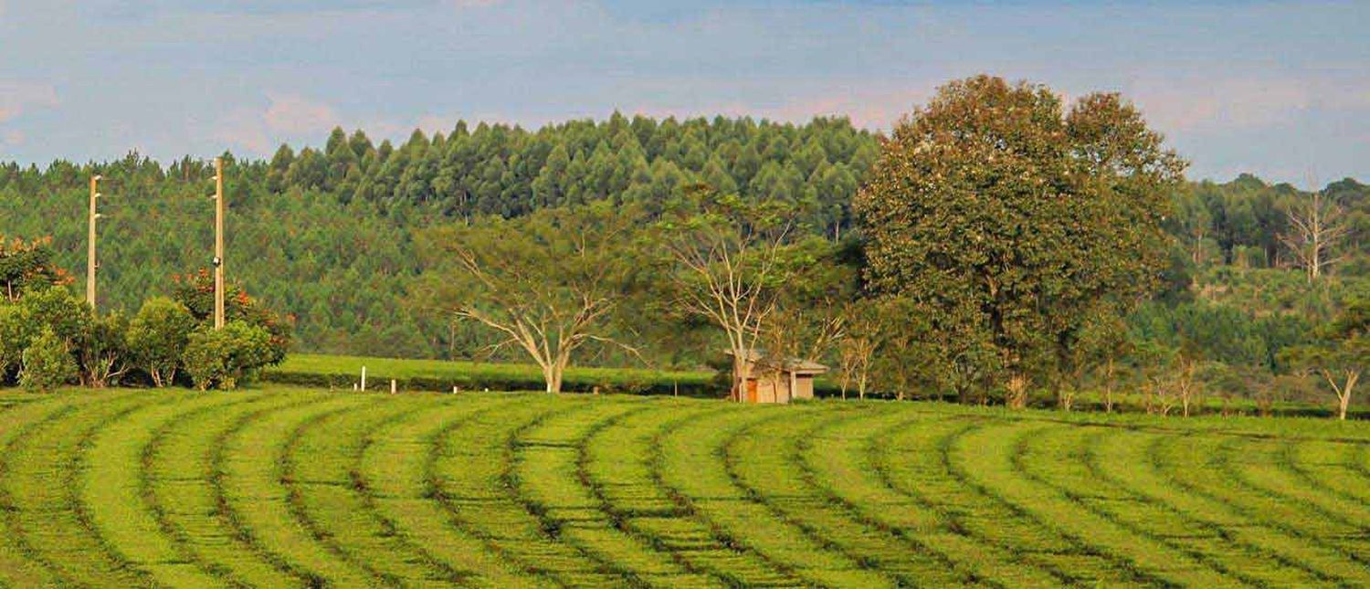 Hubo acuerdo en el precio del té y el gobierno anuncia subsidios clave para su producción