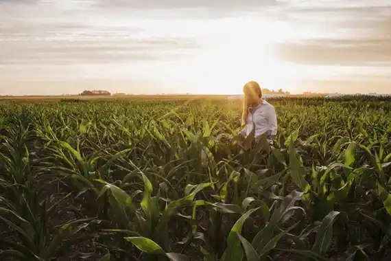 El costo del maíz entrerriano ronda las dos toneladas