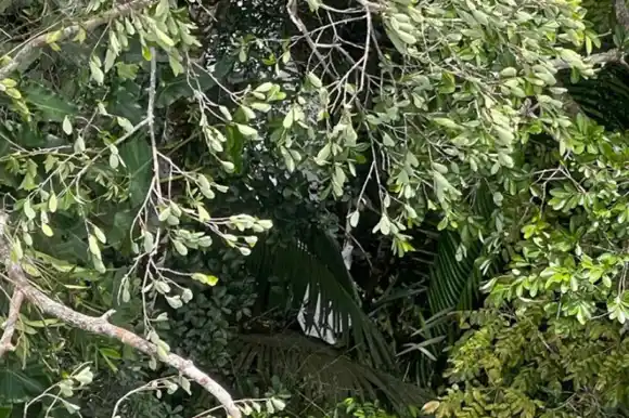 Hallan nuevos rastros de los niños desaparecidos en la selva