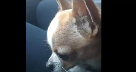 Chihuahua busca a sus dueños