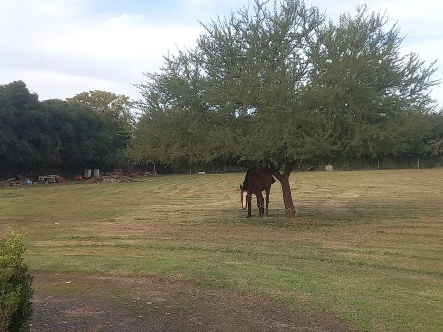 Reclamos por caballos sueltos