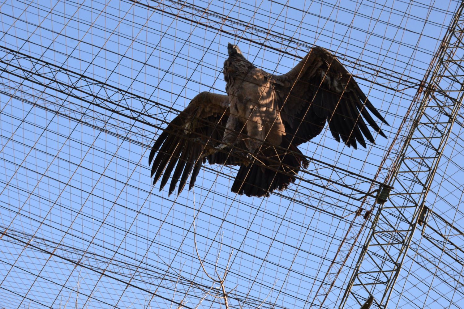 Bioparque La Máxima, Olavarría