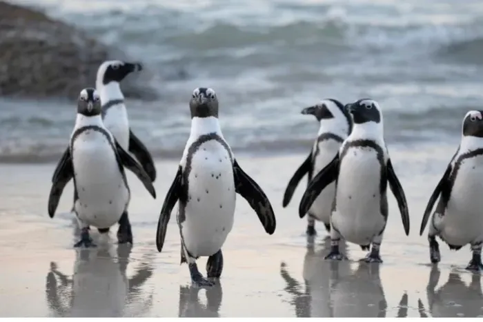 Los visitantes tendrán la oportunidad de observar de cerca a estas aves.