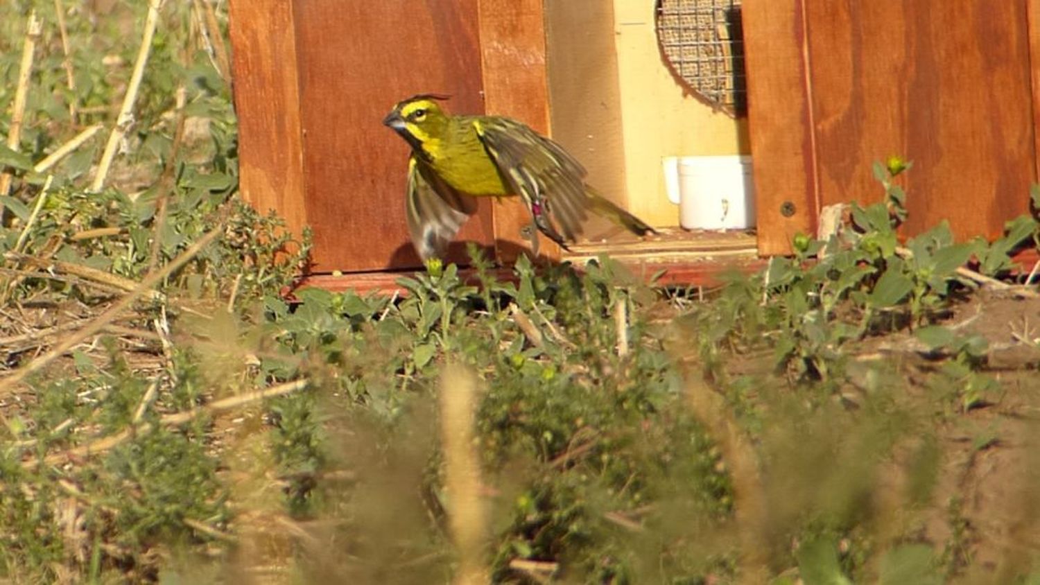 Liberan a 19 cardenales amarillos víctimas del tráfico ilegal