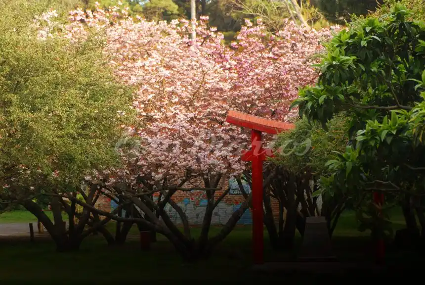 Los cerezos del Parque en su momento de esplendor