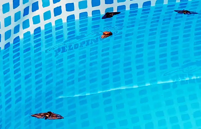 Invasión de mariposas negras en Campana: Pueden causar afecciones alérgicas