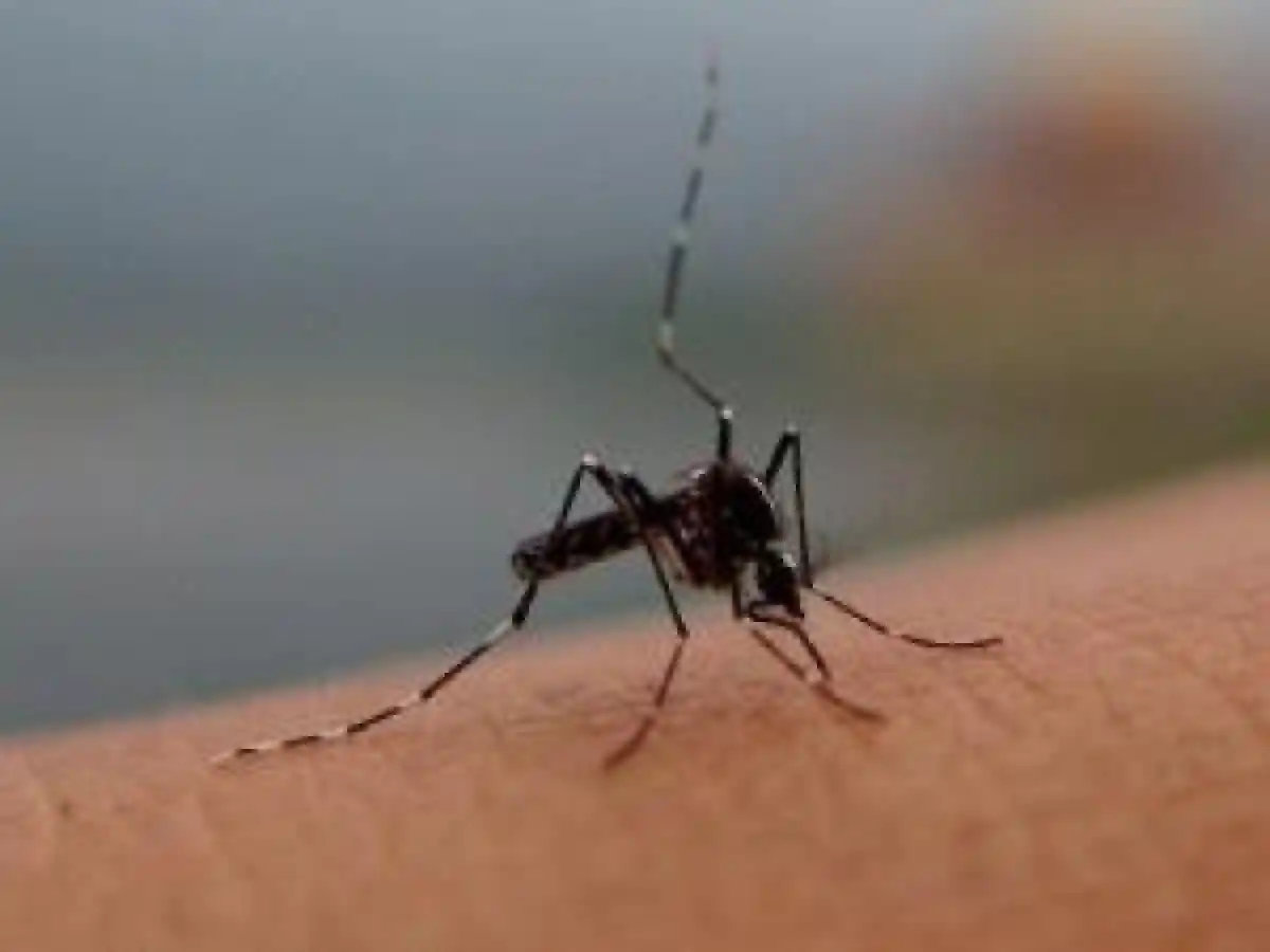 Confirmaron 11 casos de dengue en la provincia