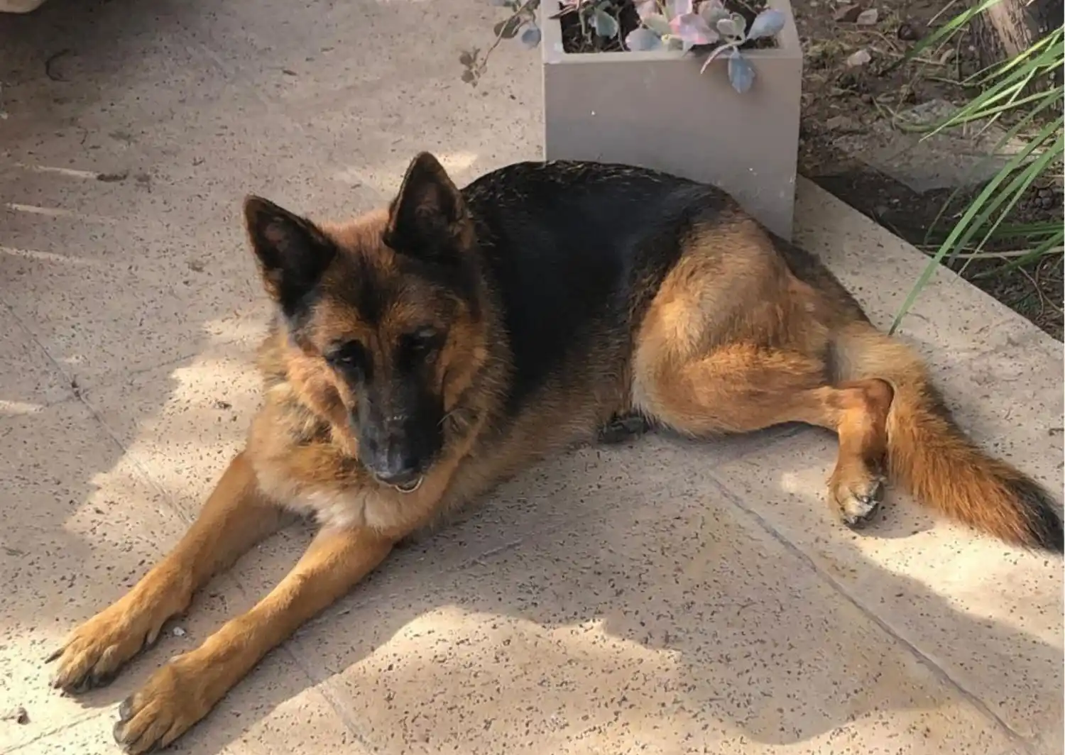 Perra perdida: buscan a Windy