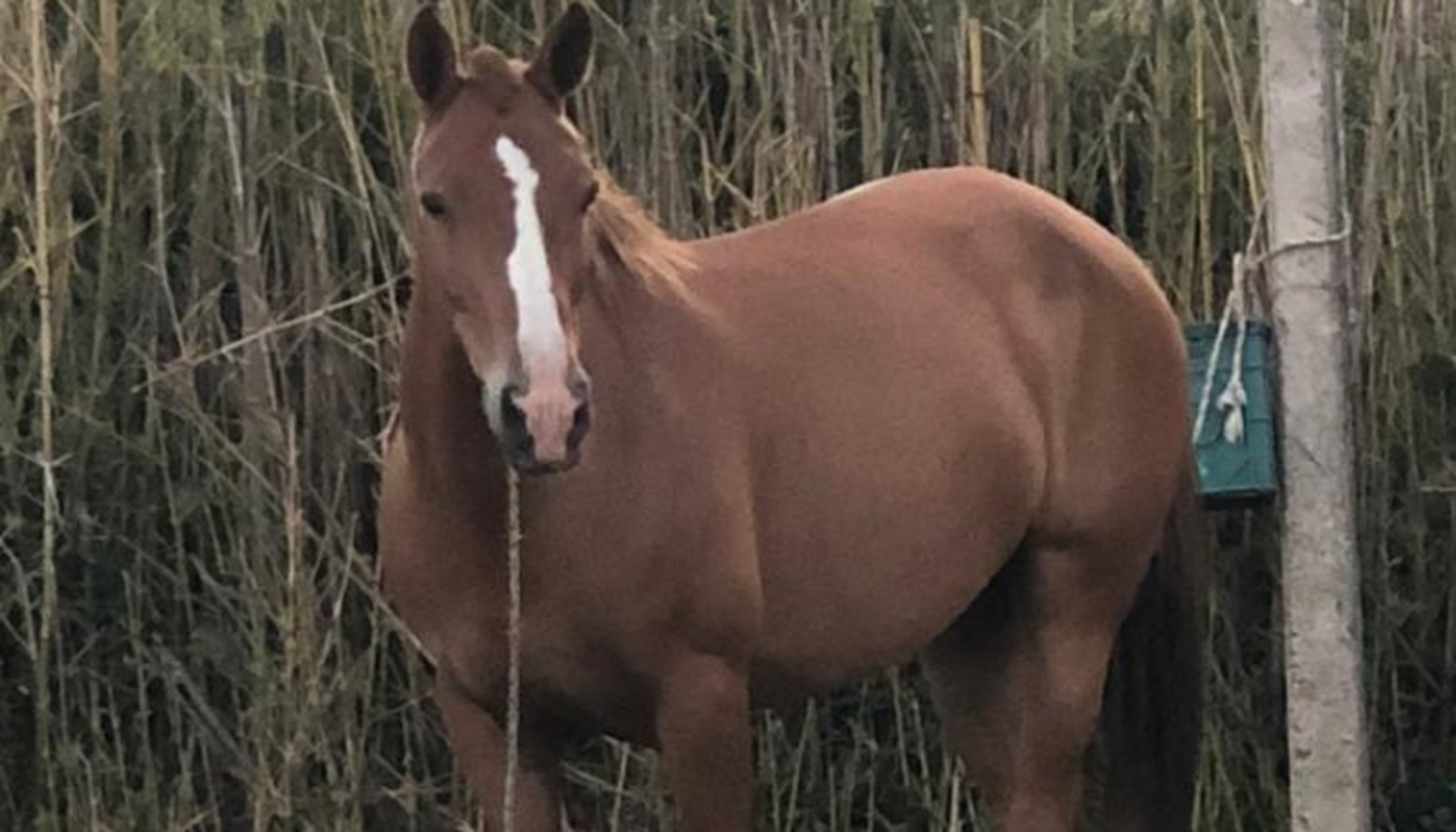 Buscan caballo perdido