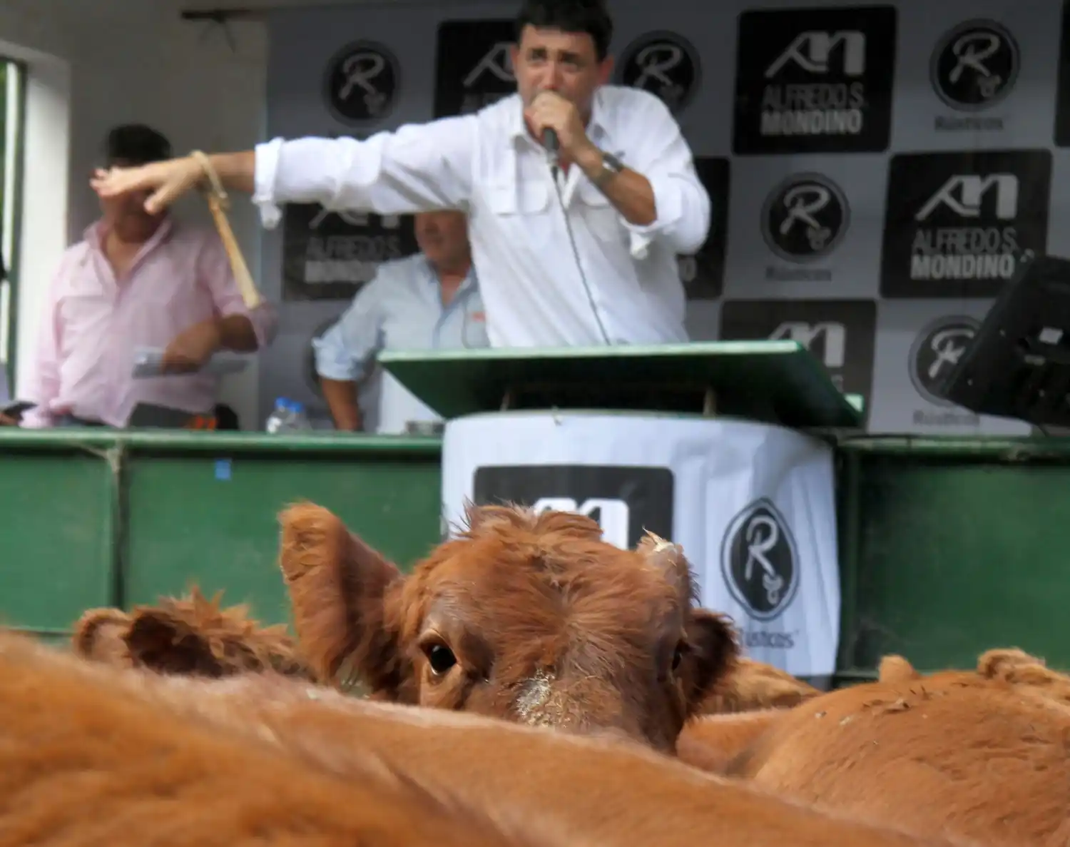 Asoma un año de precios firmes para el ternero