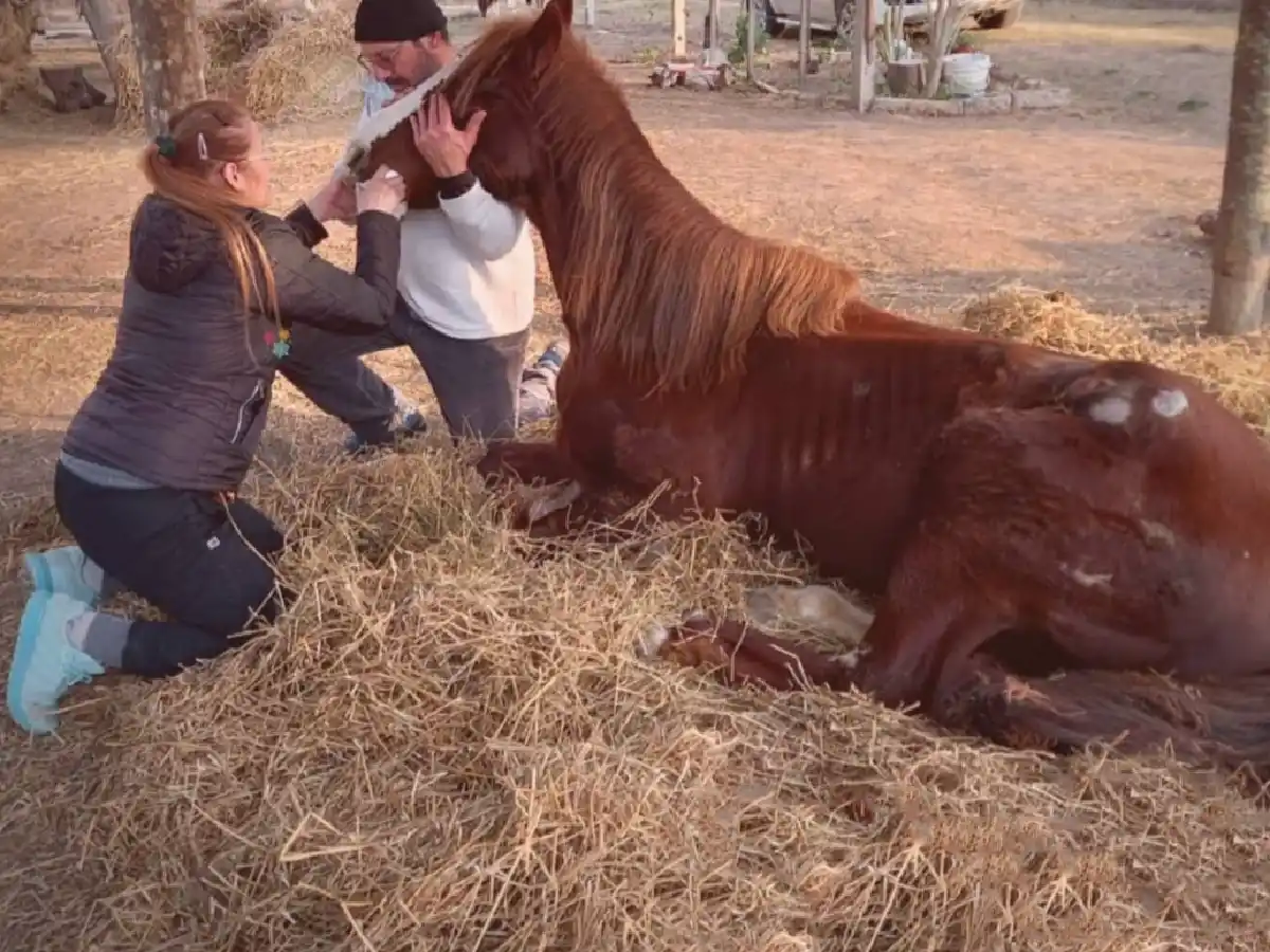 Maltrato animal: llegan más denuncias de la región  