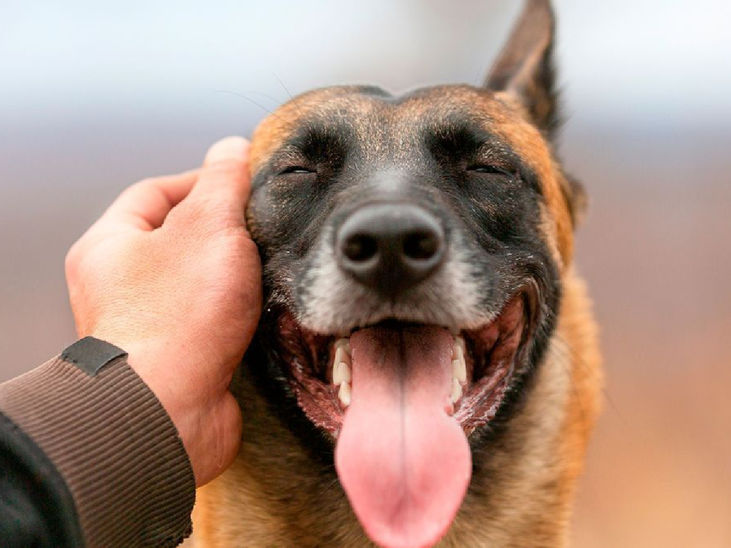 Con un té bingo, Proyecto Pulguitas busca mantener a los animales que refugia
