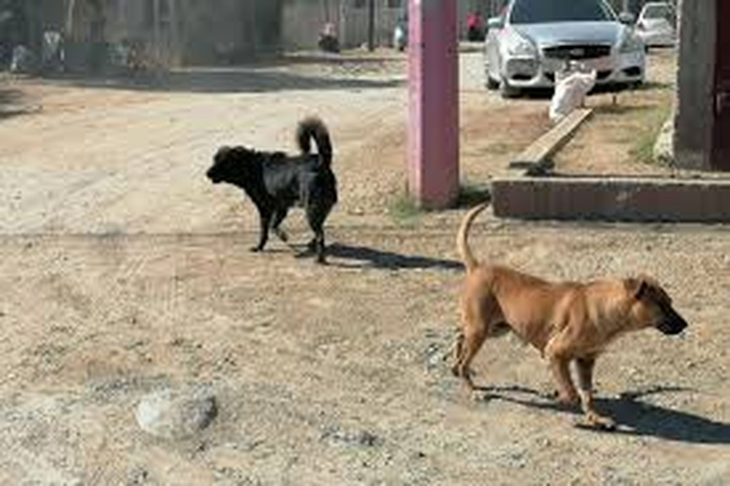 Perrito persiguió a un carro que huyó tras atropellar a su  amigo (+ Video)