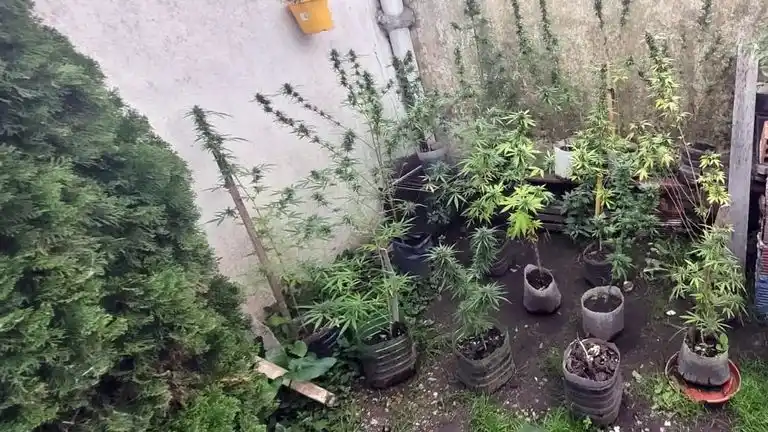 marihuana