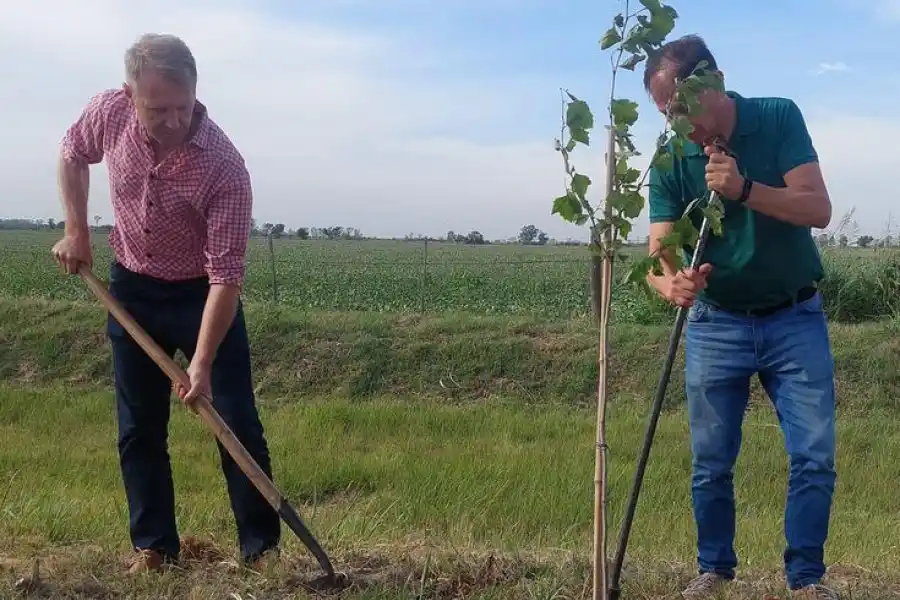 El Municipio de Sunchales plantó 51 ejemplares de la especie platano en calle Ricchieri