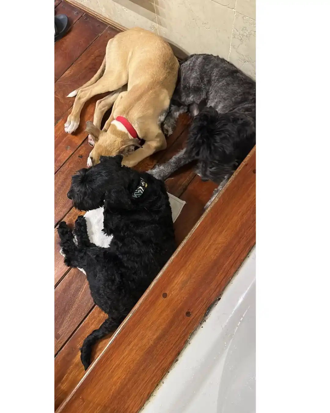 perros como testigos 3