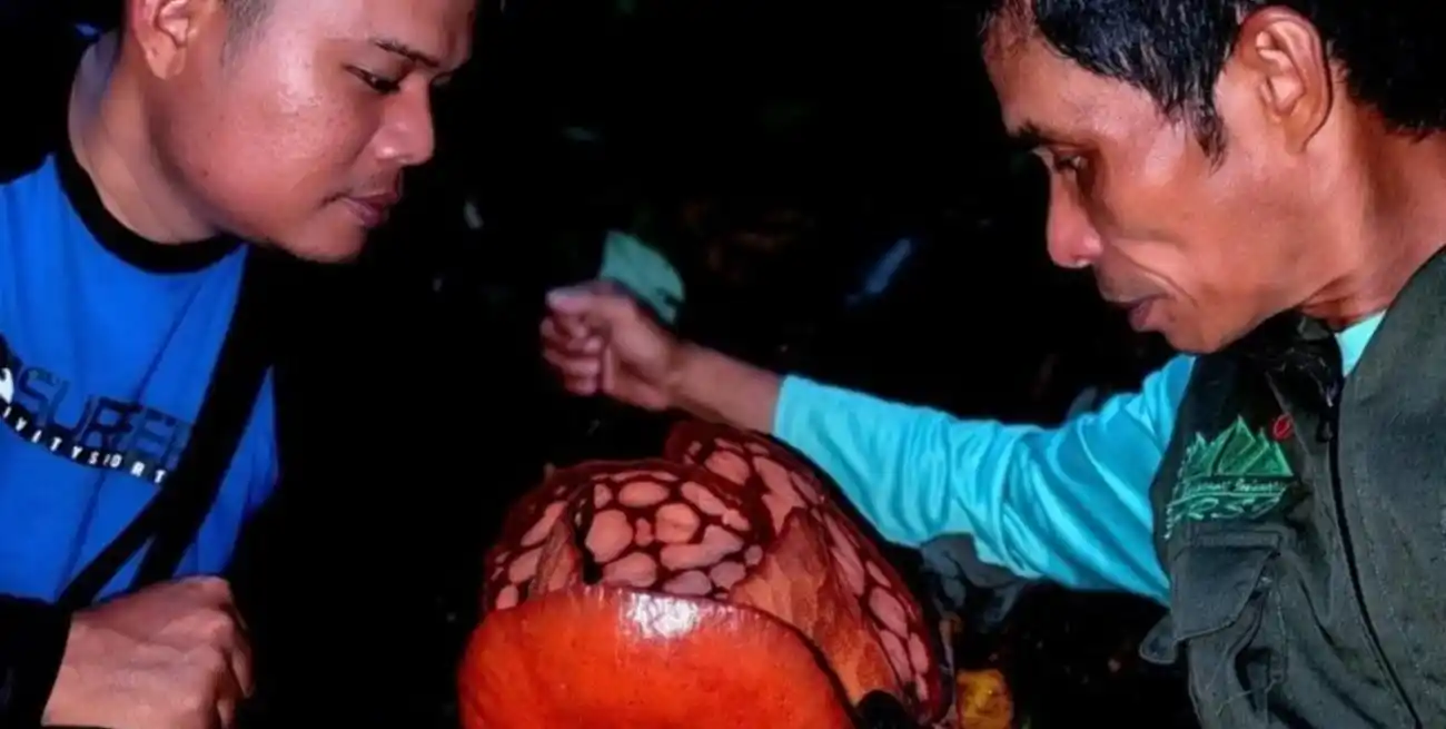 Septian "Deki" Andrikithat rompió en llanto al encontrar la flor.