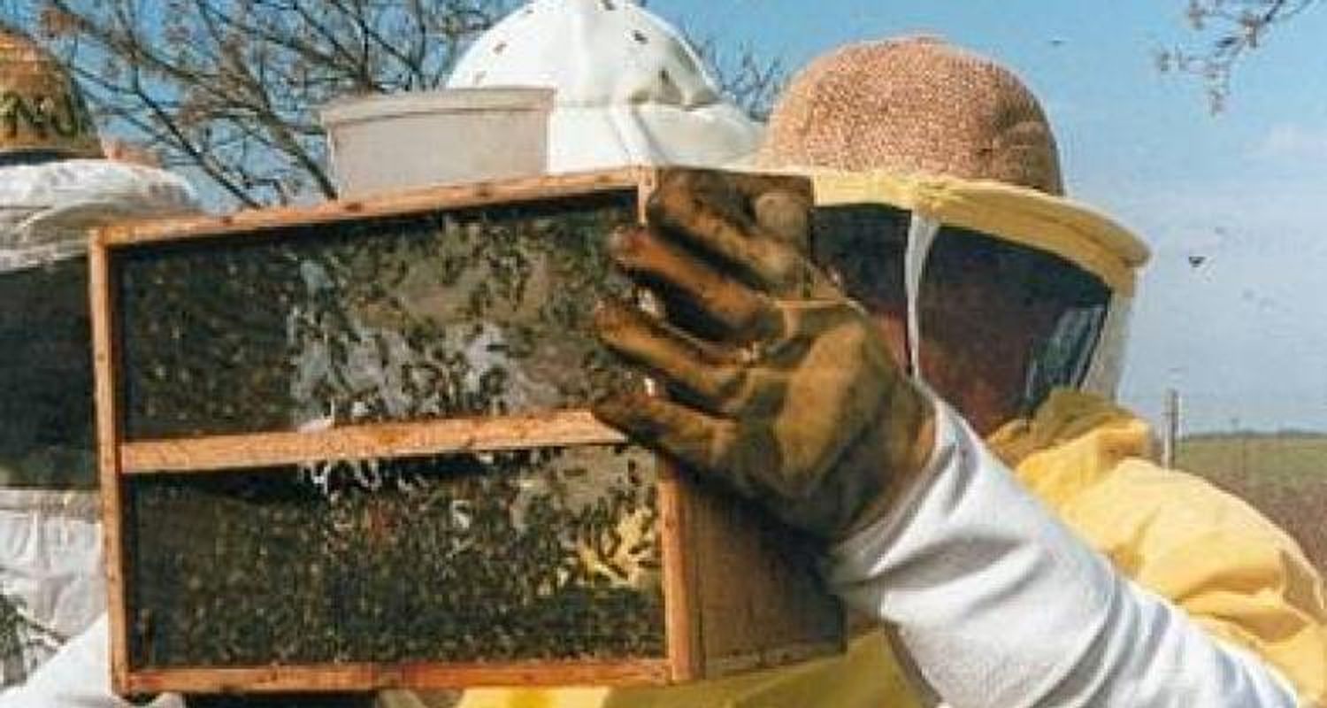 Inta dictará taller de sanidad apícola