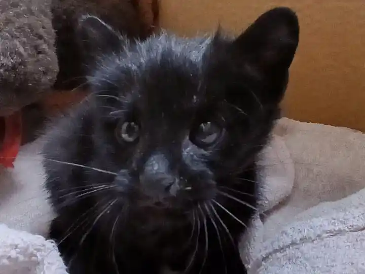 ¿Cómo sigue el gatito montés rescatado en barrio 2 de Abril de Rafaela?