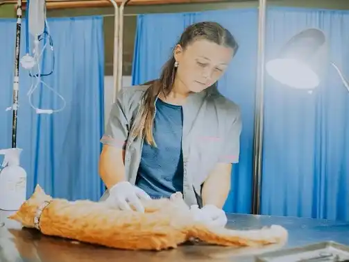 Para garantizar la accesibilidad de las castraciones a todos los vecinos, se admitirá solo un animal por persona.