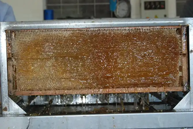 Preocupa la mortandad de abejas ocurrida en un campo situado frente a la pastera UPM 