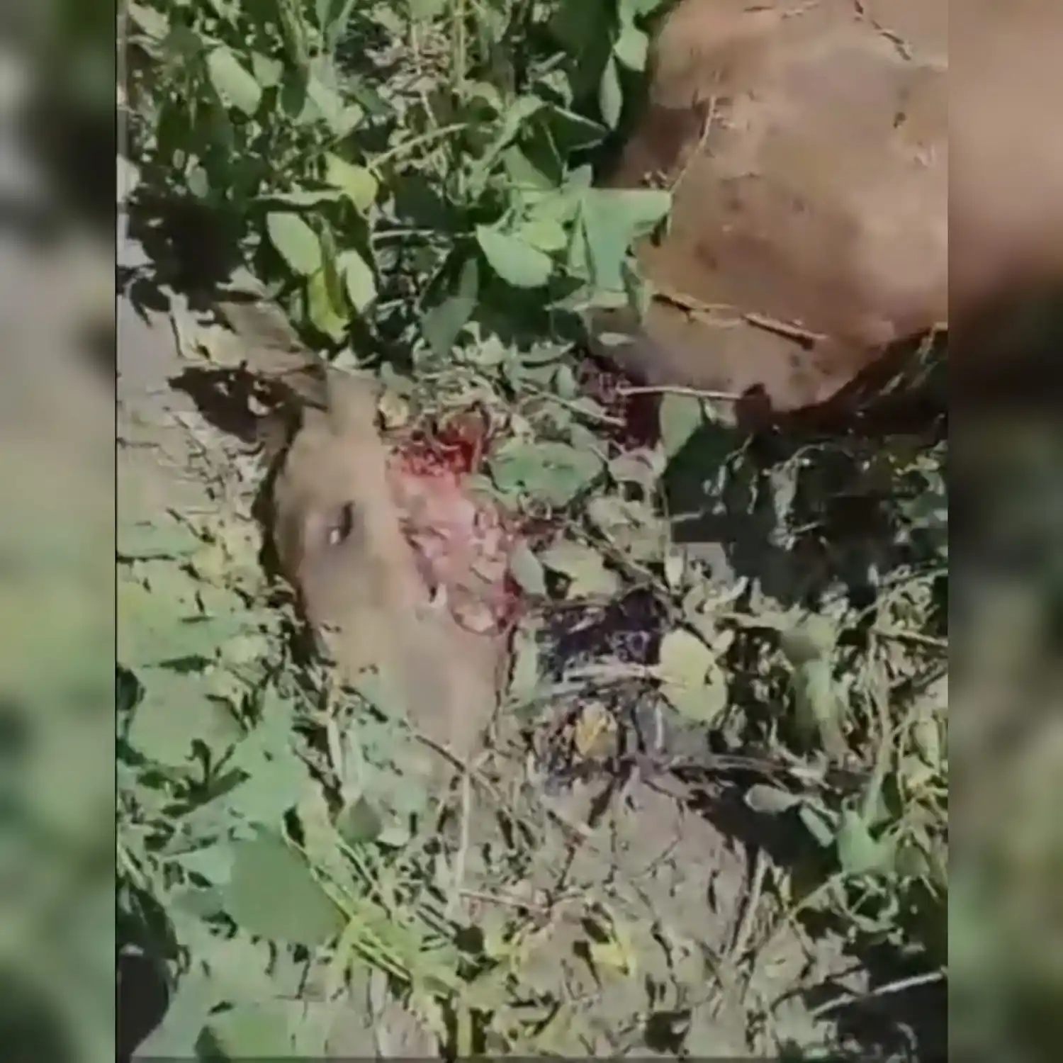 Imágen de la potranca en el momento de ser encontrada.