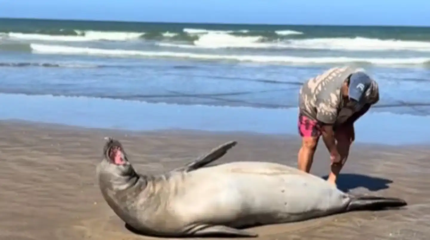 El lobo marino reaccionó de manera defensiva ante la proximidad del hombre, abriendo la boca y realizando un movimiento brusco hacia su mano.