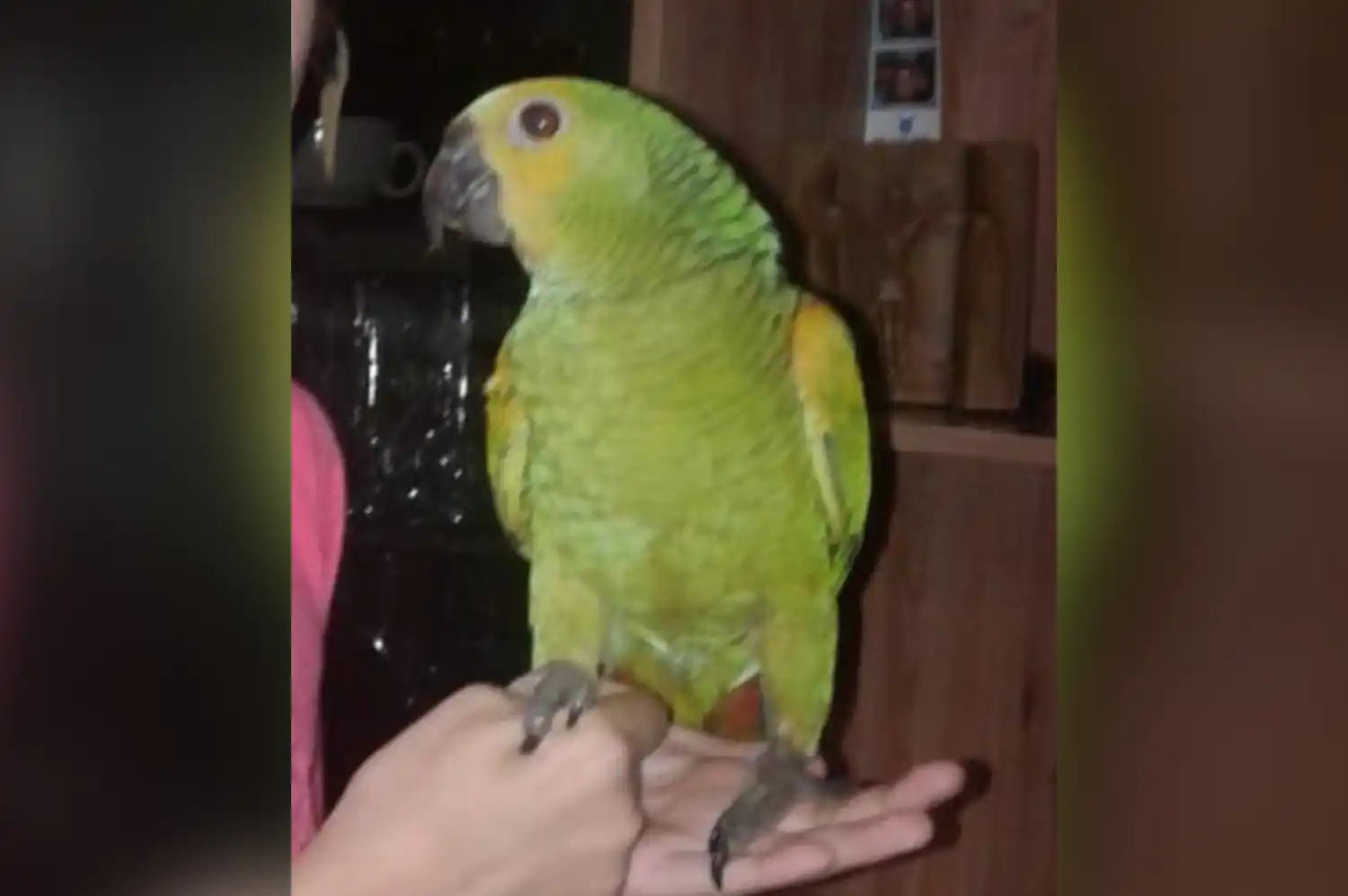 Dos encapuchados robaron un loro y piden ayuda para encontrarlo: “Impotencia, cualquiera se mete a tu casa como si nada”