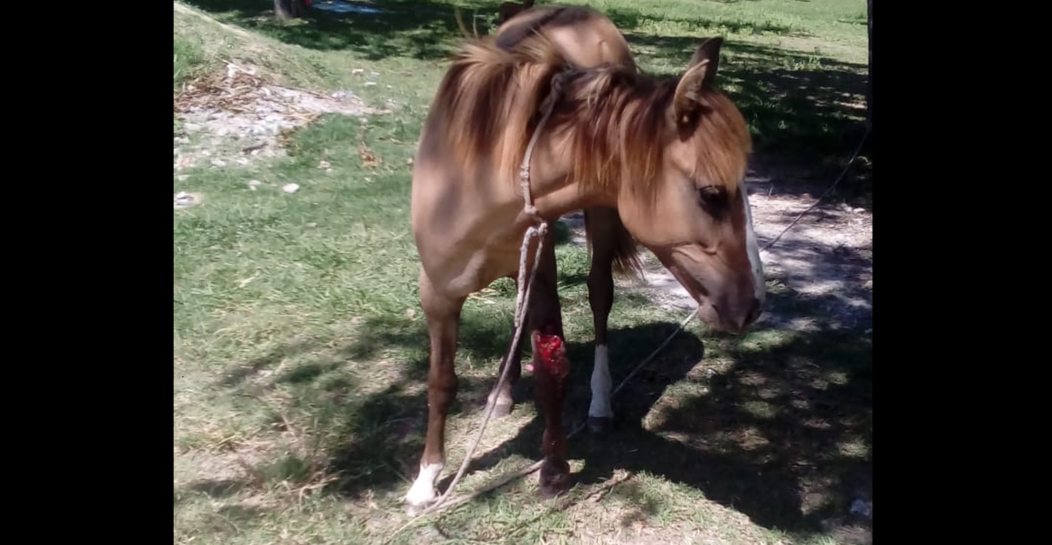 Reporte ciudadano: “Este caballito necesita ayuda”