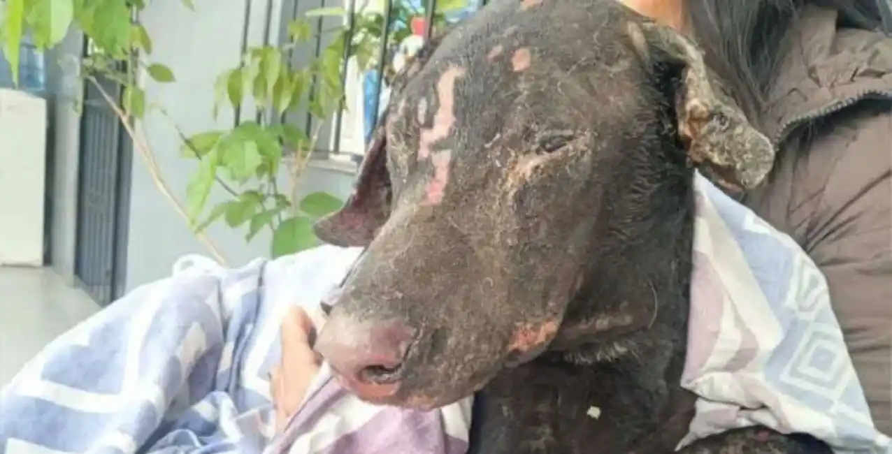 Insólito: una mujer prendió fuego al perro de su ex pareja para vengarse