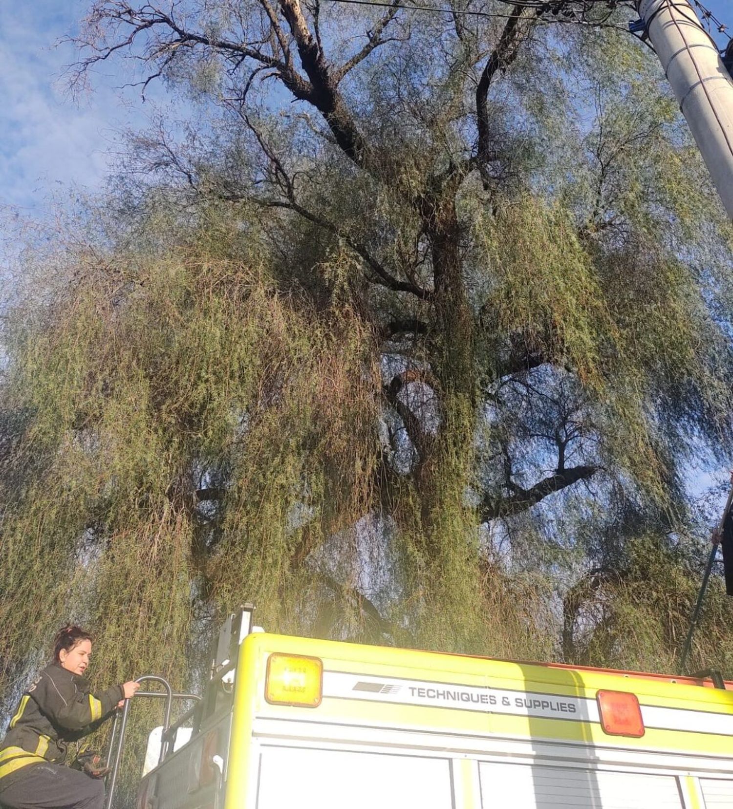 Tarde de perros y de gatos para los bomberos de Venado