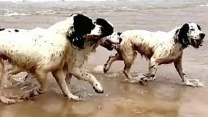 ¿Conoces cómo acercarte lo más seguro posible a un perro?