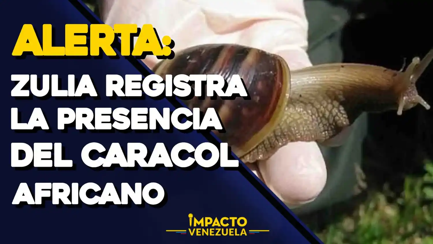 ¡RECOLECTAN HASTA 400 AL DÍA! «Peste» de caracol africano gigante azota al Zulia – VIDEO IMPACTO VENEZUELA