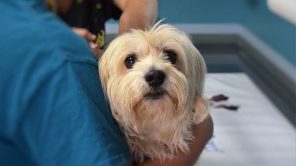 Presentaron un proyecto para que los perros puedan ingresar a los hospitales bonaerenses y acompañar a los pacientes
