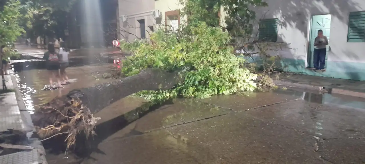 Caída de árboles en nuestra ciudad luego de los fuertes vientos en nuestra ciudad