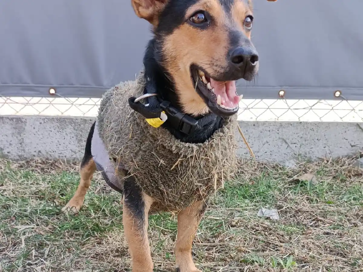 Tras cumplir la cuarentena, el perro "Coco" recupera su libertad y viajará a Córdoba