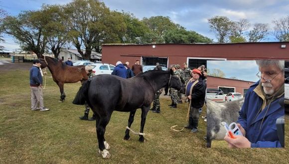 Identificación de caballos: cómo funciona la “marca electrónica” a través de microchips
