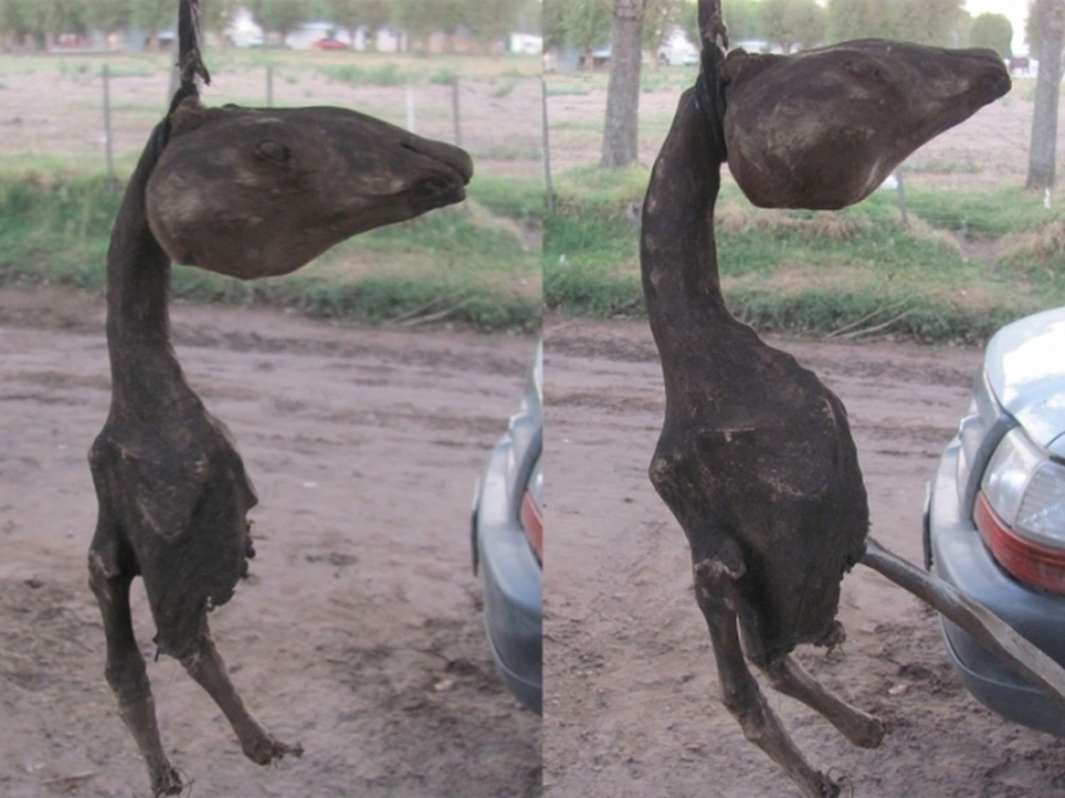 Misterio por un extraño animal que apareció en Adolfo Alsina