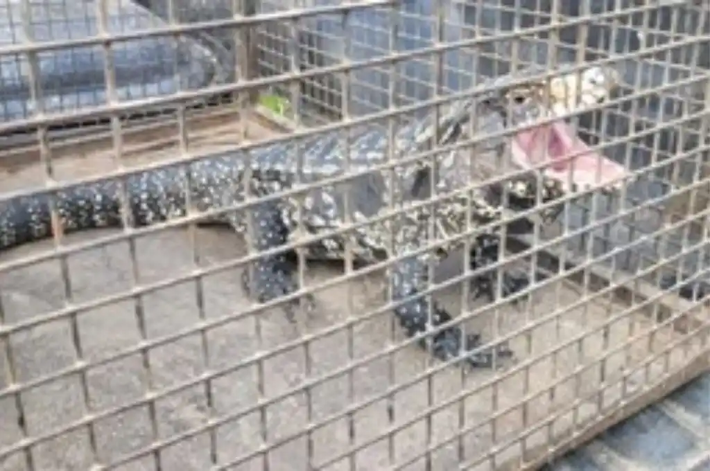 Rescataron a un lagarto en barrio Candioti