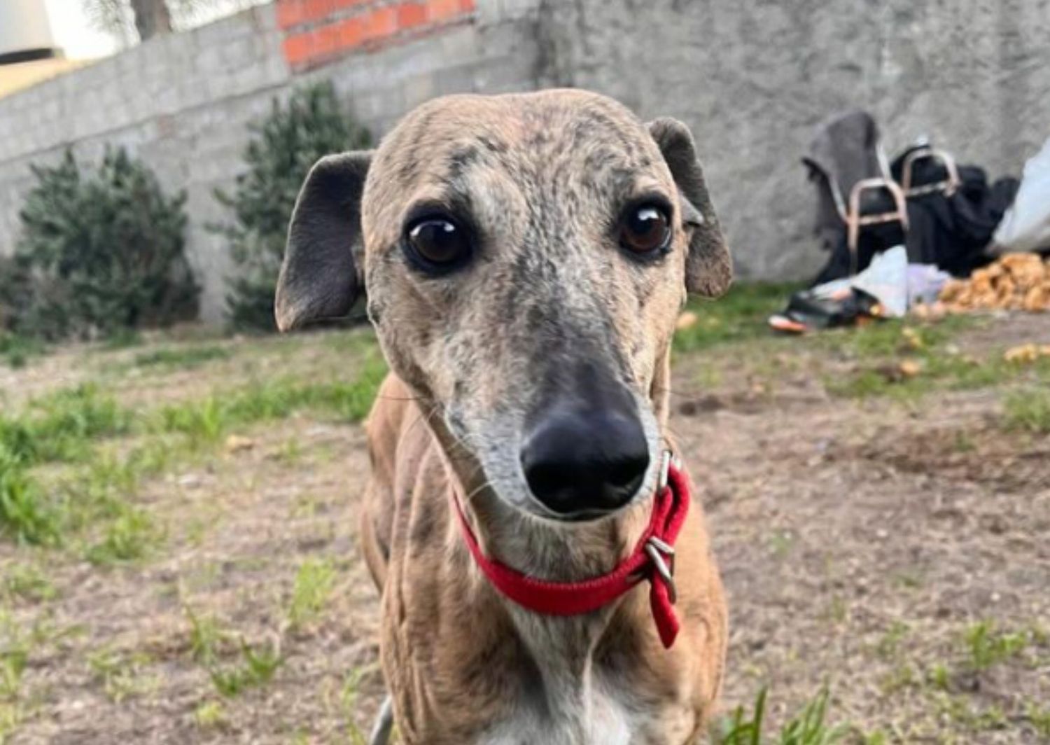 Rescatistas de Voz Animal reclaman tras la reducción de turnos para castraciones