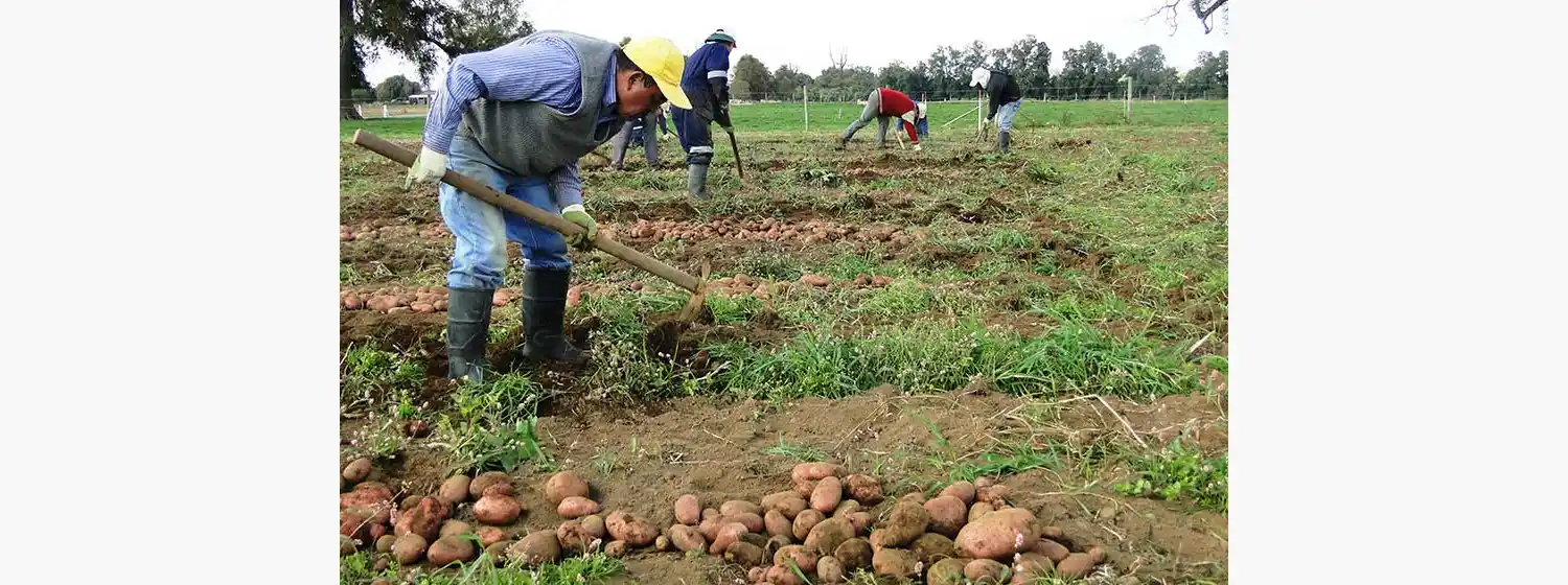 La Federación Nacional de Productores desmiente desabastecimiento de papas